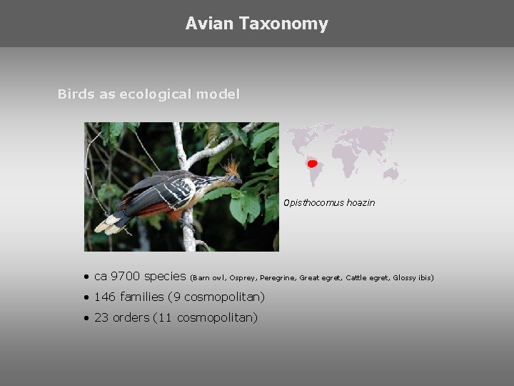 Avian Taxonomy Birds as ecological model Opisthocomus hoazin • ca 9700 species (Barn owl,
