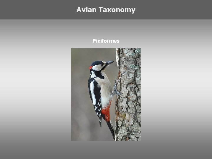 Avian Taxonomy Piciformes 