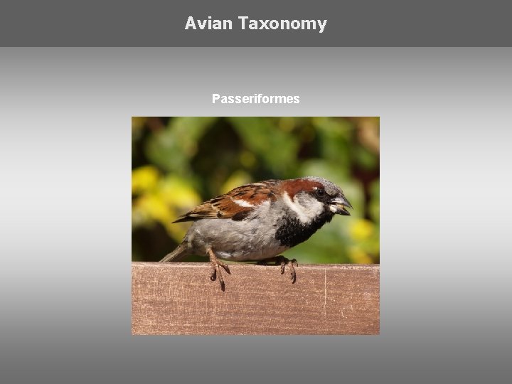 Avian Taxonomy Passeriformes 