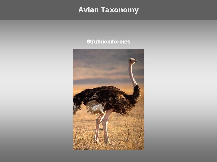 Avian Taxonomy Struthioniformes 