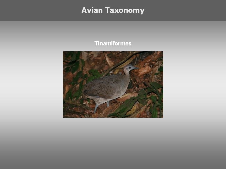 Avian Taxonomy Tinamiformes 