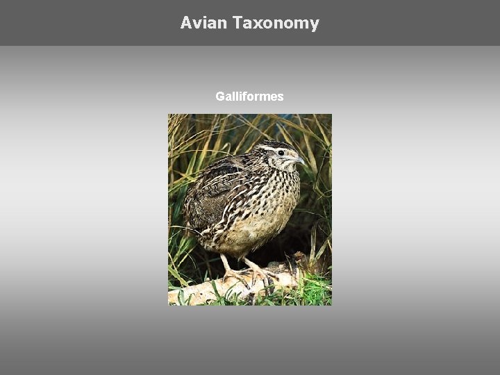 Avian Taxonomy Galliformes 