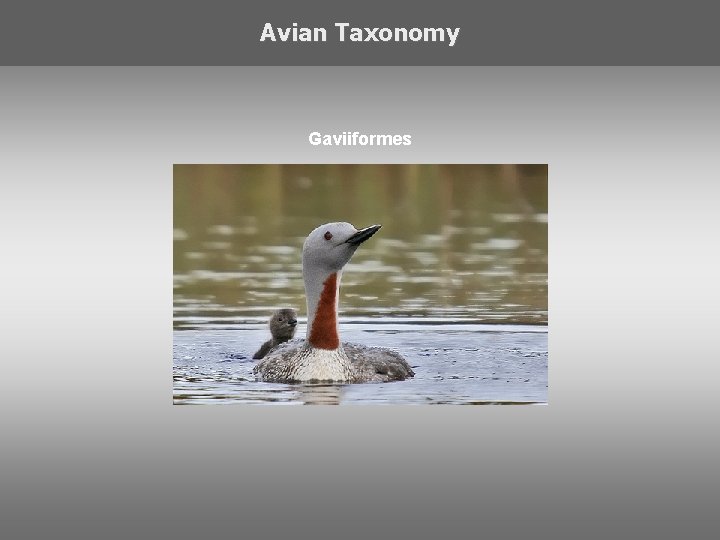 Avian Taxonomy Gaviiformes 