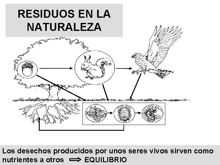 RESIDUOS EN LA NATURALEZA Los desechos producidos por unos seres vivos sirven como nutrientes