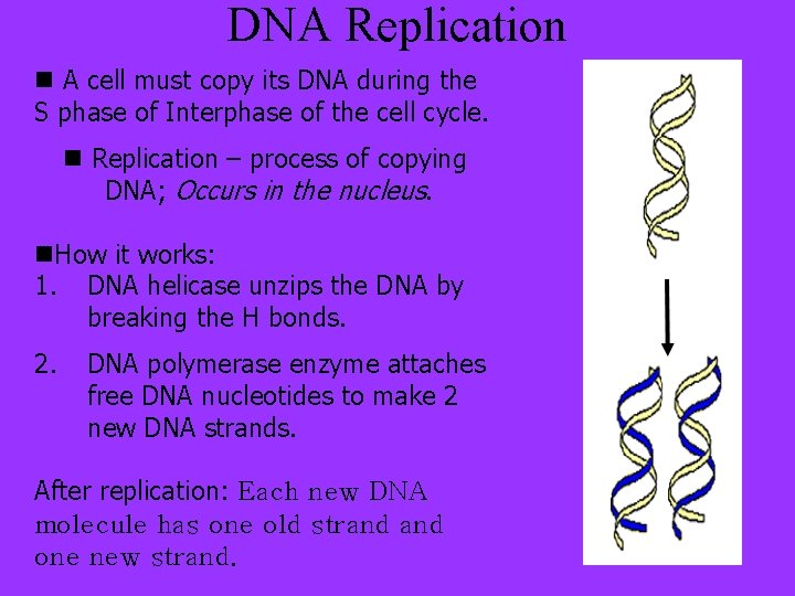 DNA Replication n A cell must copy its DNA during the S phase of