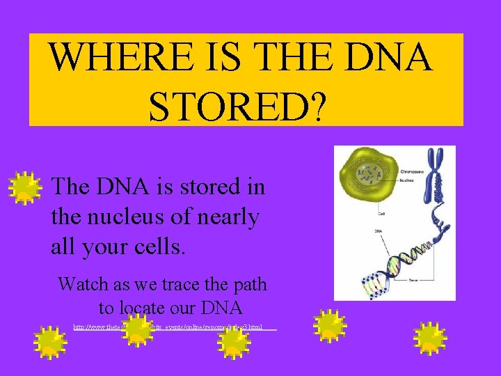 WHERE IS THE DNA STORED? The DNA is stored in the nucleus of nearly