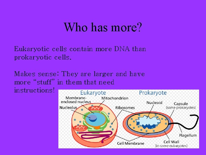 Who has more? Eukaryotic cells contain more DNA than prokaryotic cells. Makes sense: They