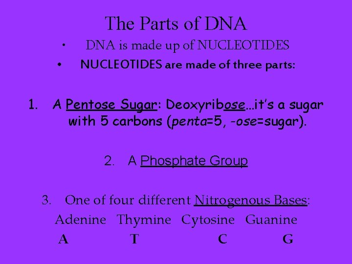 The Parts of DNA • • DNA is made up of NUCLEOTIDES are made