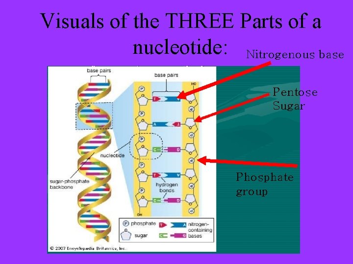Visuals of the THREE Parts of a nucleotide: Nitrogenous base Pentose Sugar Phosphate group