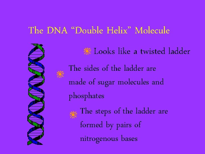The DNA “Double Helix” Molecule Looks like a twisted ladder The sides of the