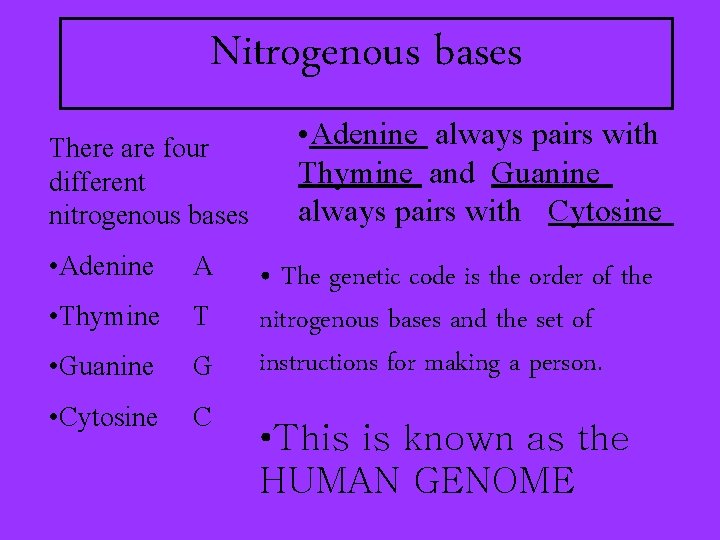 Nitrogenous bases There are four different nitrogenous bases • Adenine A • Thymine T