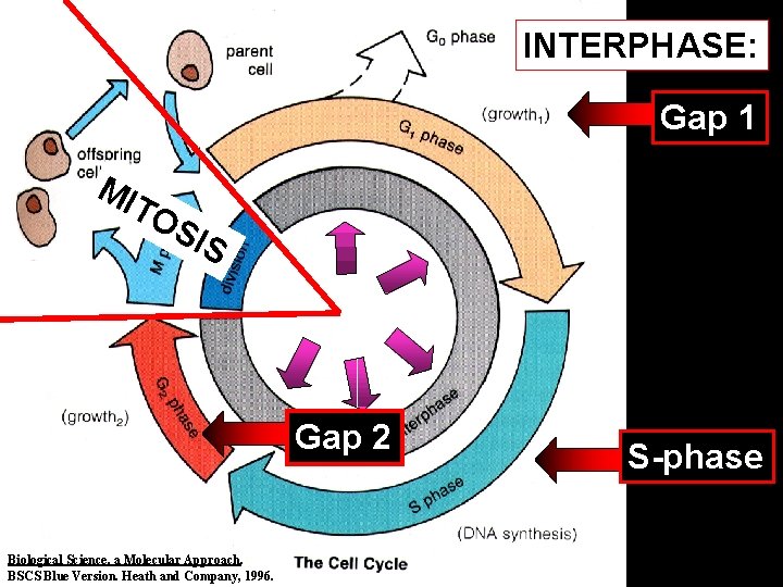 INTERPHASE: Gap 1 MI TO SIS Gap 2 Biological Science, a Molecular Approach. BSCS