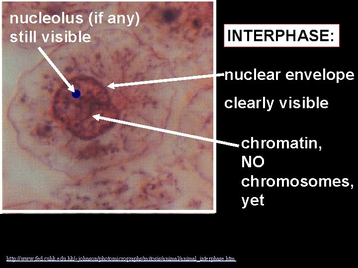 nucleolus (if any) still visible INTERPHASE: nuclear envelope clearly visible chromatin, NO chromosomes, yet
