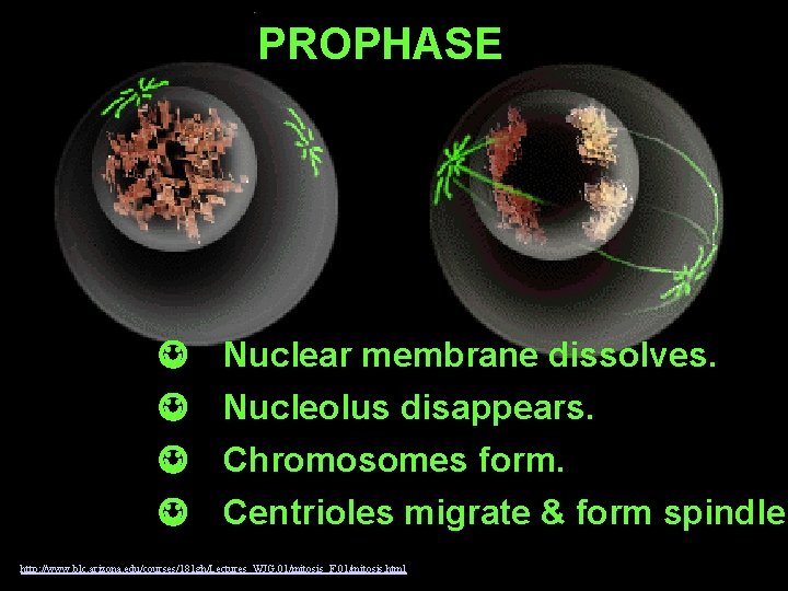 PROPHASE J J Nuclear membrane dissolves. Nucleolus disappears. Chromosomes form. Centrioles migrate & form