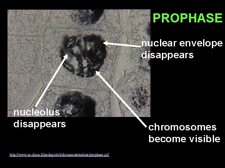 PROPHASE nuclear envelope disappears nucleolus disappears http: //www. ac-dijon. fr/pedago/svt/documents/mitose/prophase. gif chromosomes become visible