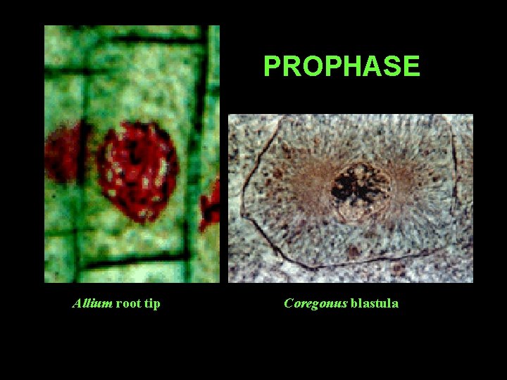 PROPHASE Allium root tip Coregonus blastula 