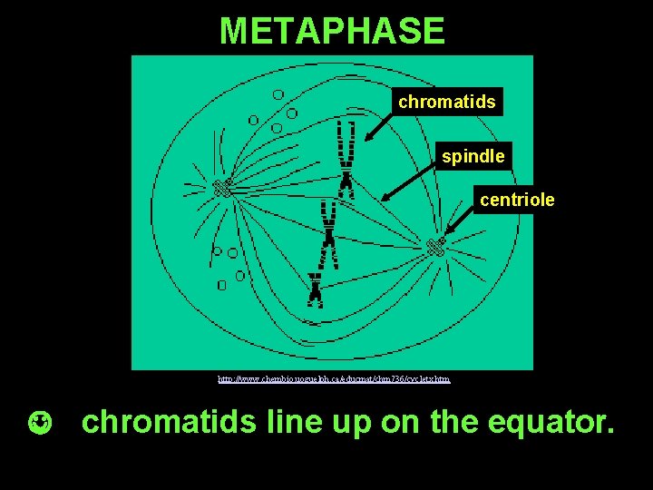METAPHASE chromatids spindle centriole http: //www. chembio. uoguelph. ca/educmat/chm 736/cycletx. htm J chromatids line