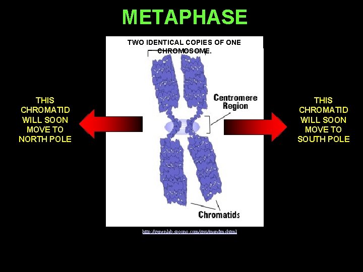 METAPHASE TWO IDENTICAL COPIES OF ONE CHROMOSOME. THIS CHROMATID WILL SOON MOVE TO NORTH