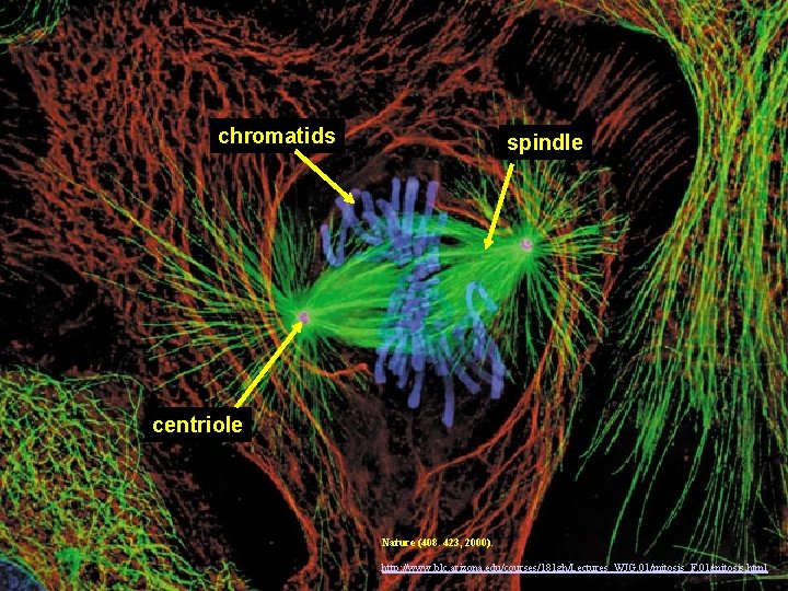 chromatids spindle centriole Nature (408. 423, 2000). http: //www. blc. arizona. edu/courses/181 gh/Lectures_WJG. 01/mitosis_F.