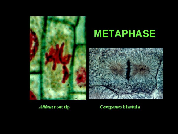 METAPHASE Allium root tip Coregonus blastula 