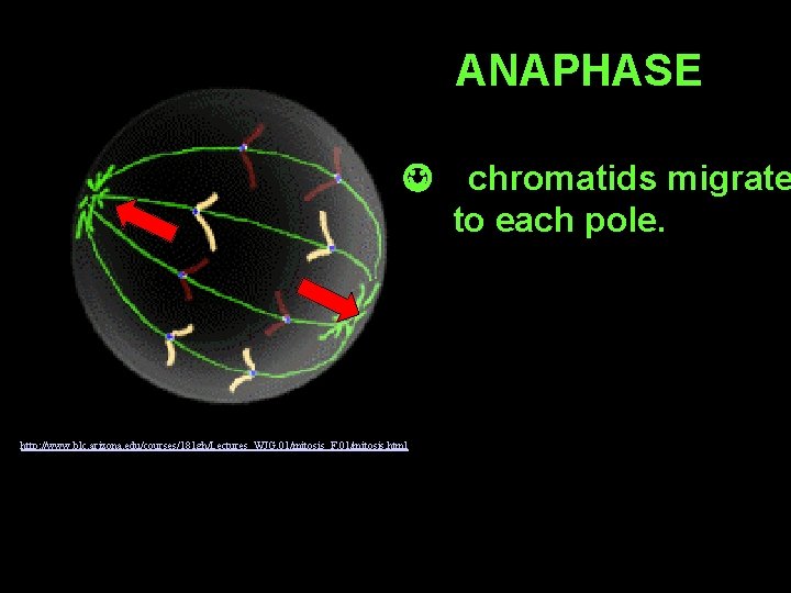 ANAPHASE J http: //www. blc. arizona. edu/courses/181 gh/Lectures_WJG. 01/mitosis_F. 01/mitosis. html chromatids migrate to