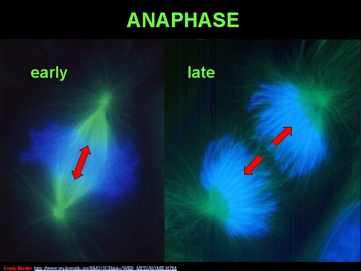ANAPHASE early Conly Rieder http: //www. wadsworth. org/BMS/SCBlinks/WEB_MIT 2/HOME. HTM late 