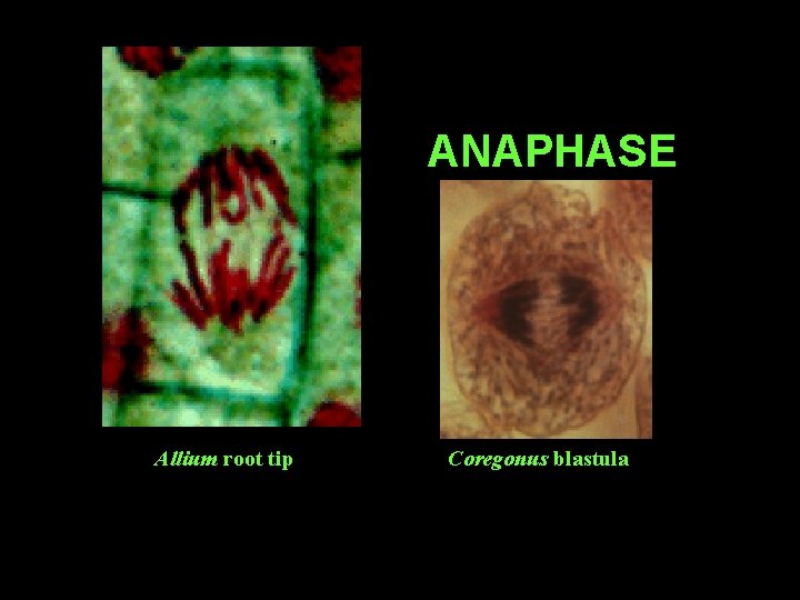 ANAPHASE Allium root tip Coregonus blastula 