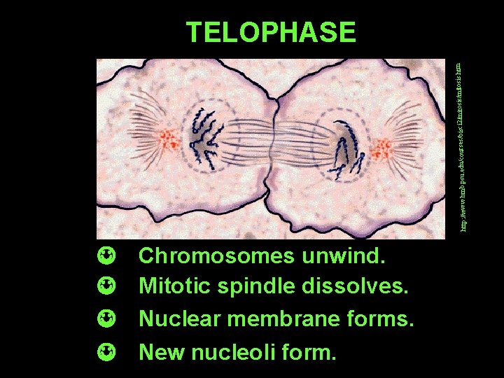http: //www. bmb. psu. edu/courses/bisci 2 /mitosis. htm TELOPHASE J J Chromosomes unwind. Mitotic