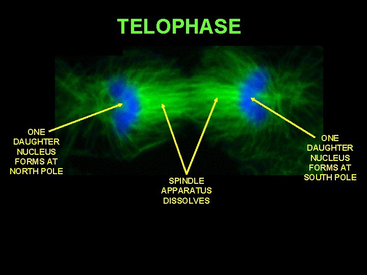 TELOPHASE ONE DAUGHTER NUCLEUS FORMS AT NORTH POLE SPINDLE APPARATUS DISSOLVES ONE DAUGHTER NUCLEUS