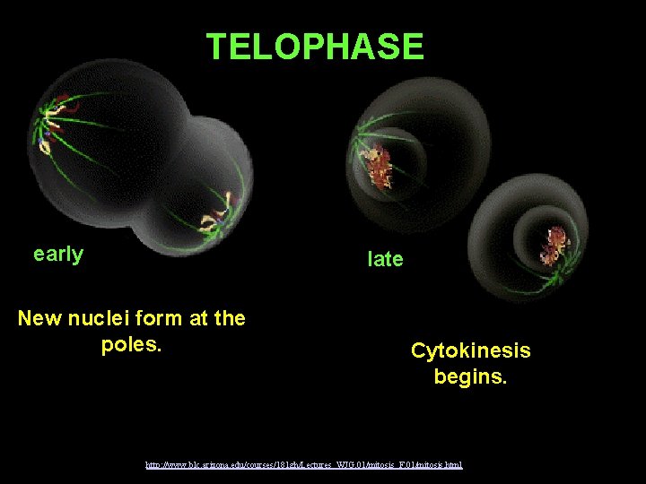 TELOPHASE early late New nuclei form at the poles. Cytokinesis begins. http: //www. blc.