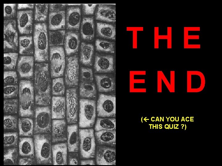 THE END ( CAN YOU ACE THIS QUIZ ? ) 
