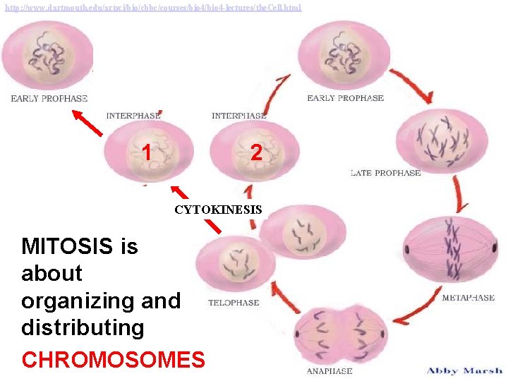 http: //www. dartmouth. edu/artsci/bio/cbbc/courses/bio 4 -lectures/the. Cell. html 1 2 CYTOKINESIS MITOSIS is about