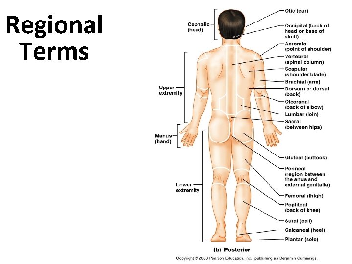 Regional Terms Regional Terms