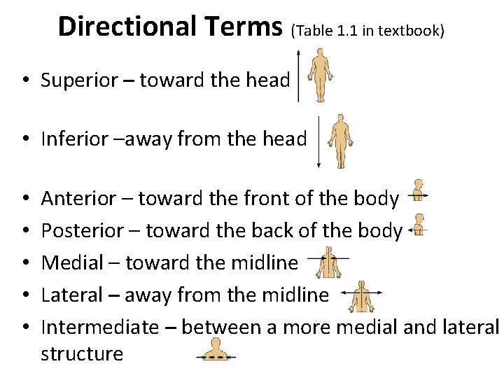 Directional Terms (Table 1. 1 in textbook) • Superior – toward the head • Directional Terms (Table 1. 1 in textbook) • Superior – toward the head •
