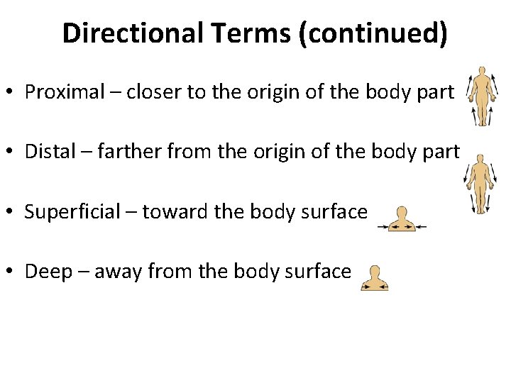 Directional Terms (continued) • Proximal – closer to the origin of the body part Directional Terms (continued) • Proximal – closer to the origin of the body part