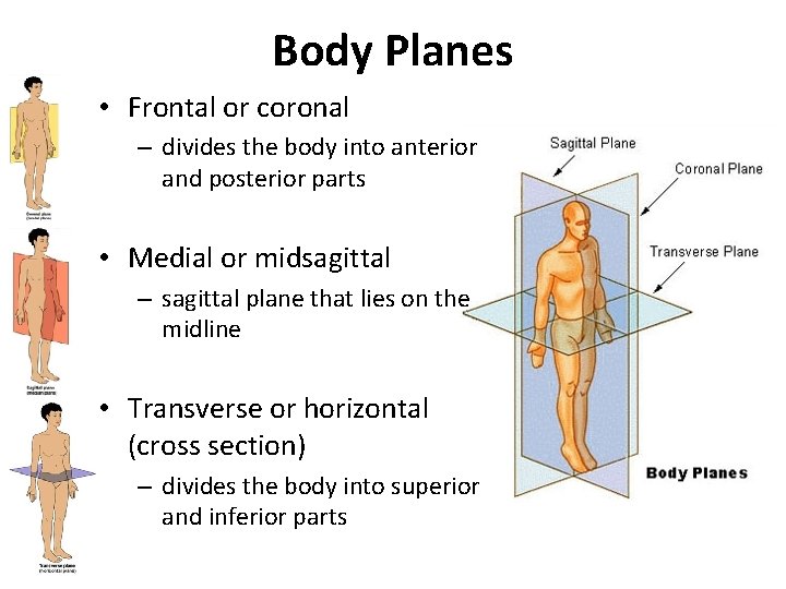 Body Planes • Frontal or coronal – divides the body into anterior and posterior Body Planes • Frontal or coronal – divides the body into anterior and posterior