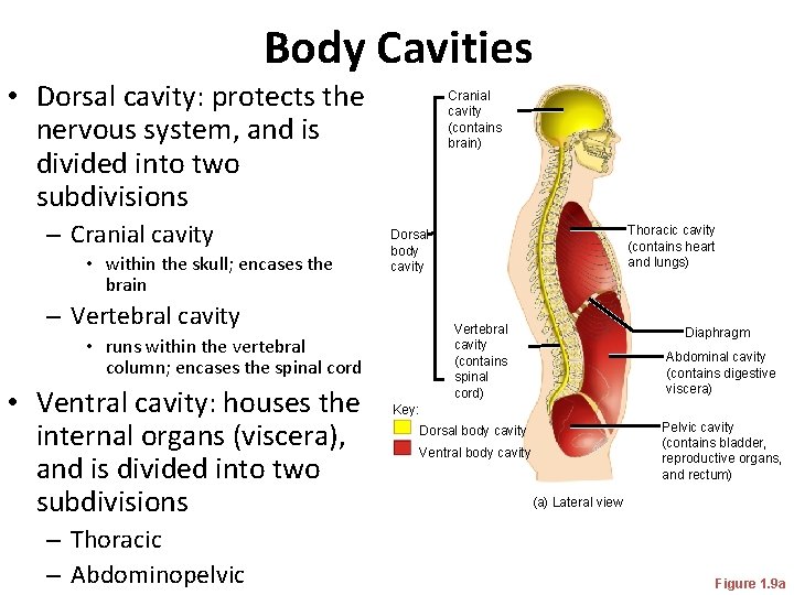 Body Cavities • Dorsal cavity: protects the nervous system, and is divided into two Body Cavities • Dorsal cavity: protects the nervous system, and is divided into two