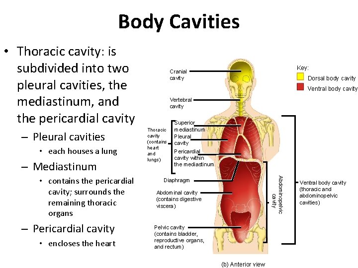 Body Cavities • Thoracic cavity: is subdivided into two pleural cavities, the mediastinum, and Body Cavities • Thoracic cavity: is subdivided into two pleural cavities, the mediastinum, and