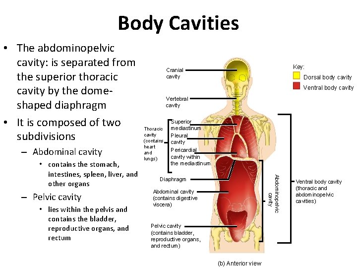 Body Cavities • The abdominopelvic cavity: is separated from the superior thoracic cavity by Body Cavities • The abdominopelvic cavity: is separated from the superior thoracic cavity by