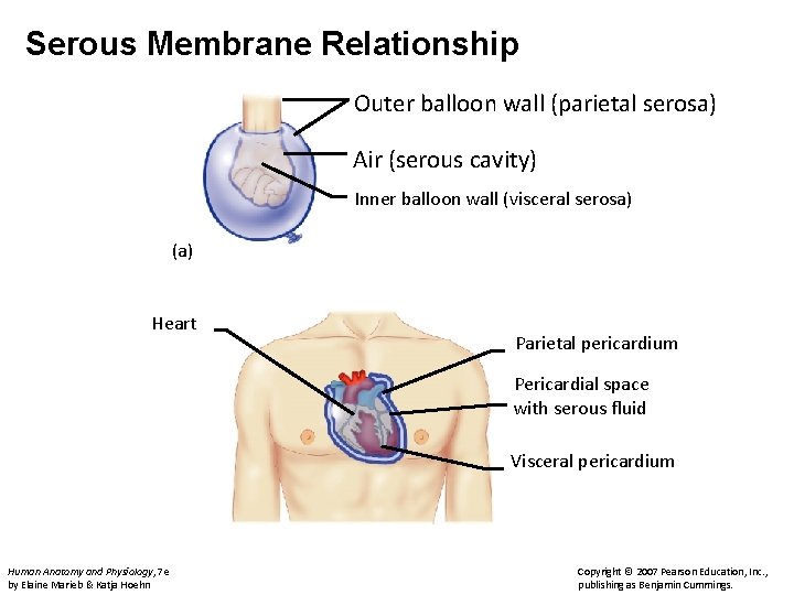 Serous Membrane Relationship Outer balloon wall (parietal serosa) Air (serous cavity) Inner balloon wall Serous Membrane Relationship Outer balloon wall (parietal serosa) Air (serous cavity) Inner balloon wall