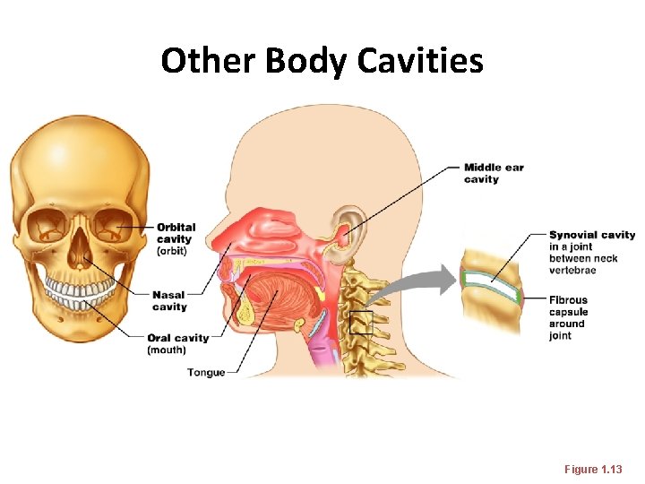Other Body Cavities Figure 1. 13 Other Body Cavities Figure 1. 13