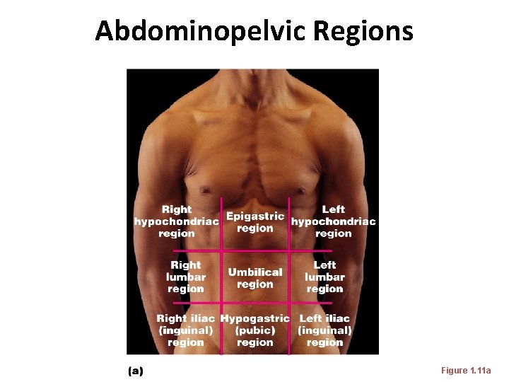 Abdominopelvic Regions Figure 1. 11 a Abdominopelvic Regions Figure 1. 11 a