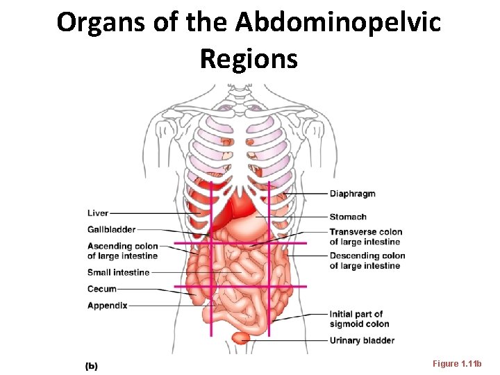 Organs of the Abdominopelvic Regions Figure 1. 11 b Organs of the Abdominopelvic Regions Figure 1. 11 b