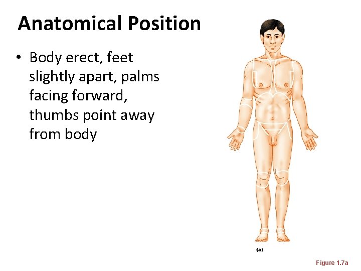 Anatomical Position • Body erect, feet slightly apart, palms facing forward, thumbs point away Anatomical Position • Body erect, feet slightly apart, palms facing forward, thumbs point away