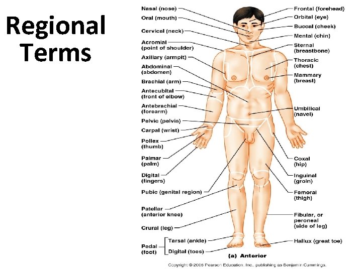 Regional Terms Regional Terms