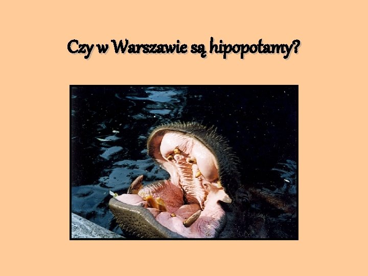 Czy w Warszawie są hipopotamy? 
