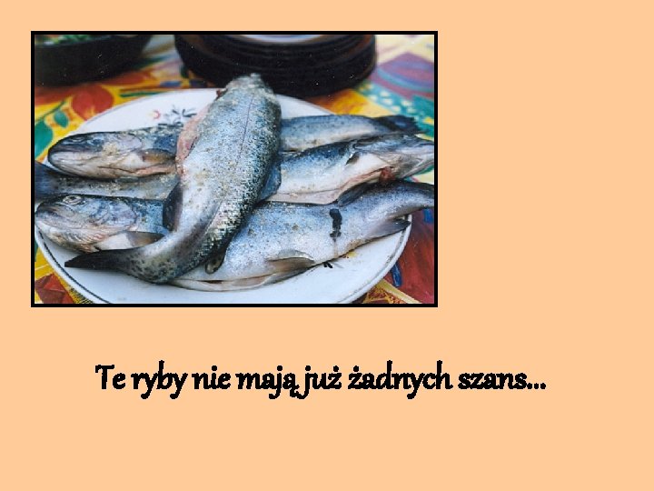 Te ryby nie mają już żadnych szans. . . 