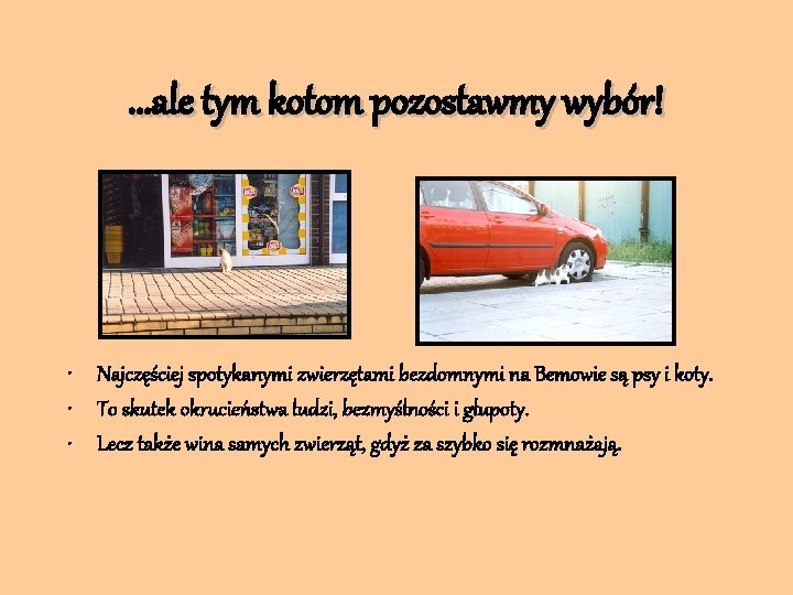 . . . ale tym kotom pozostawmy wybór! • Najczęściej spotykanymi zwierzętami bezdomnymi na