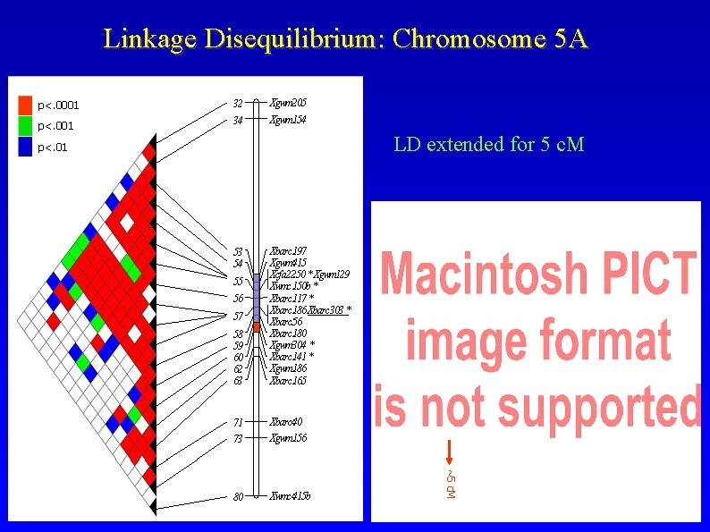 Linkage Disequilibrium: Chromosome 5 A LD extended for 5 c. M ~5 c. M