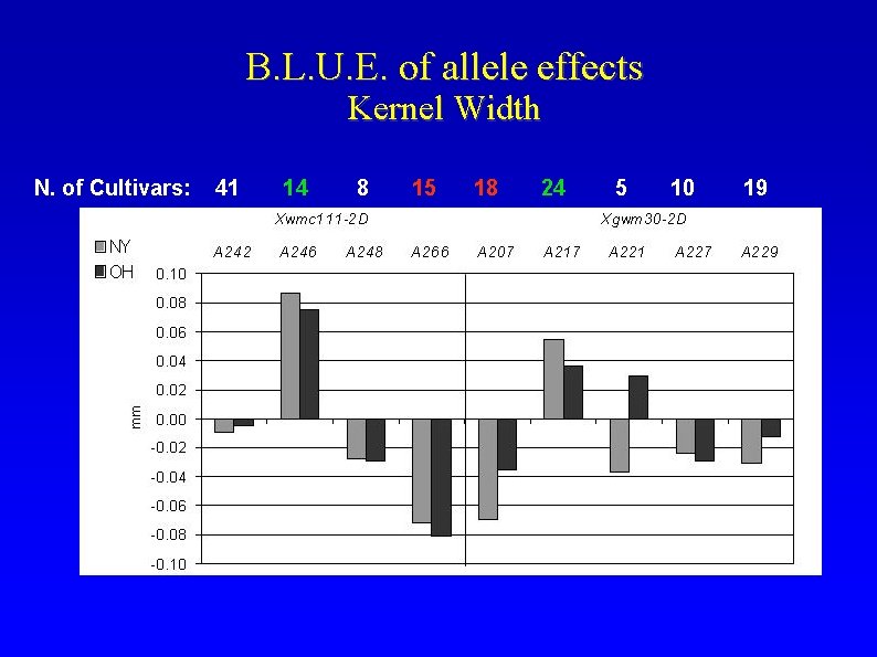 B. L. U. E. of allele effects Kernel Width N. of Cultivars: 41 14